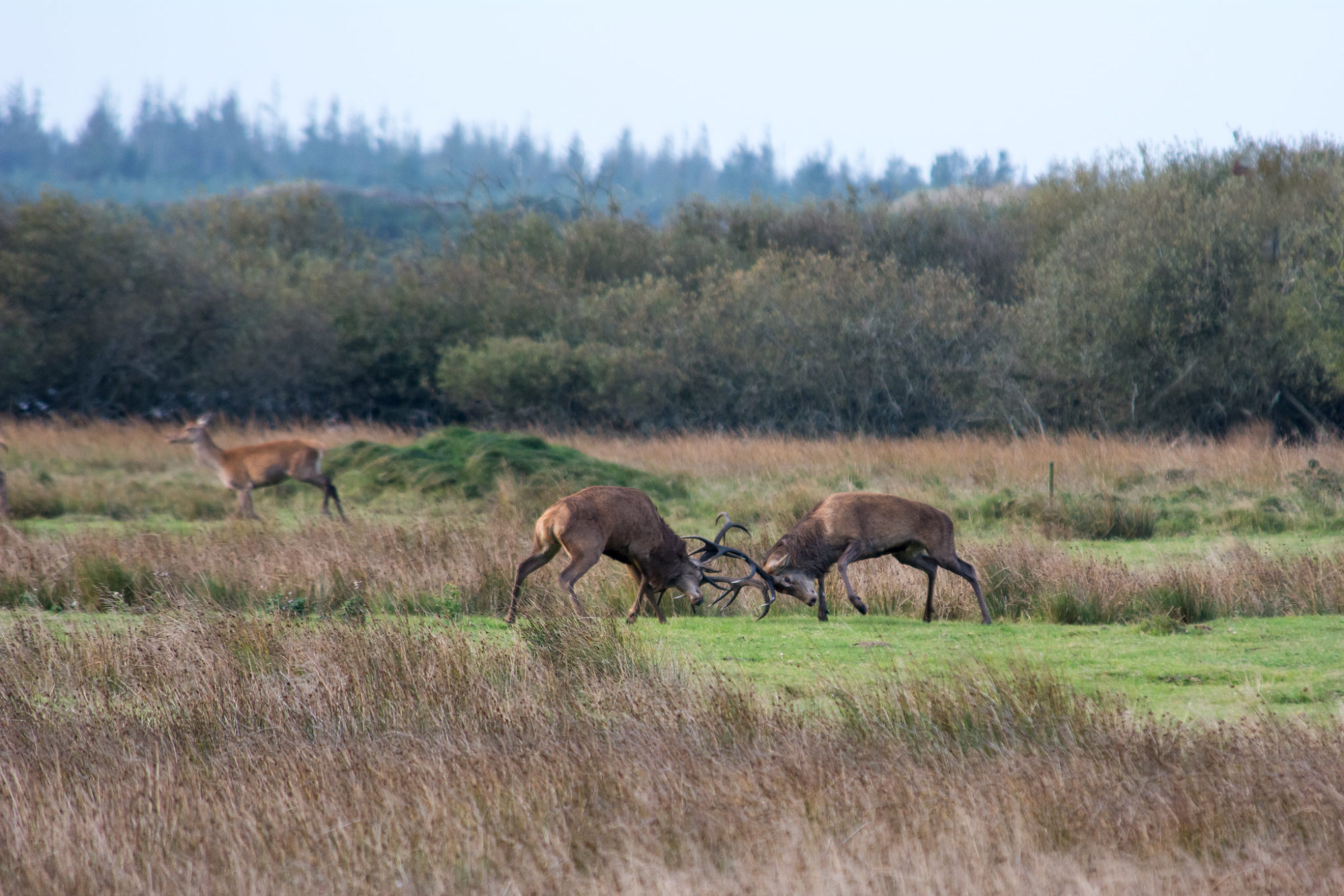 21070416692_ca3cf1755e_k