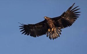 Havørn Karin Gustauson